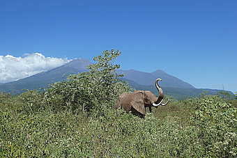 Arusha NP view to Mount Meru, elephant sculpture