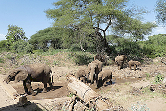 Lake Manyara Elephants