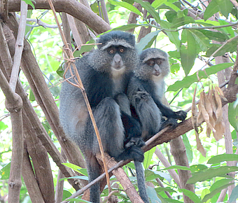 Lake Manyara Monkeys