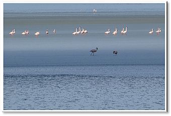 Manyara-NP Flamingos