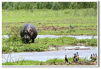 manyara hippo solo