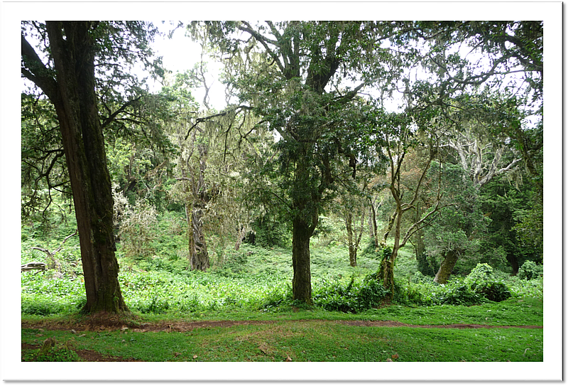 Marangu Route - Rain forest