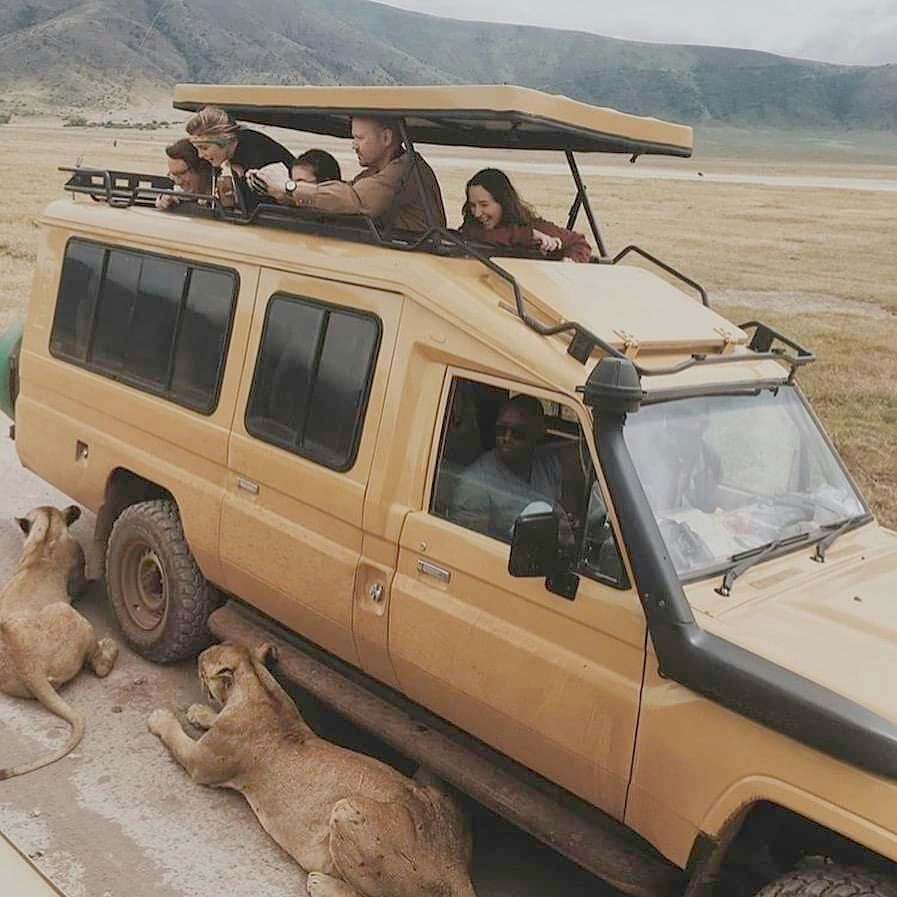Lions in Ngorongoro CA
