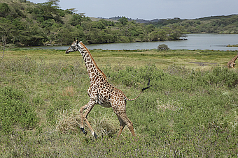 ArushaNP Giraffe