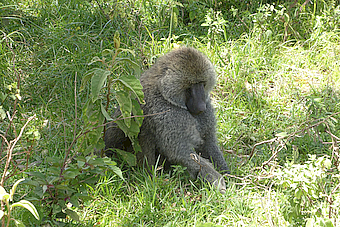 Arusha NP Pavian