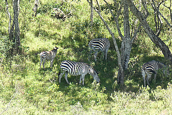 Arusha NP Zebras