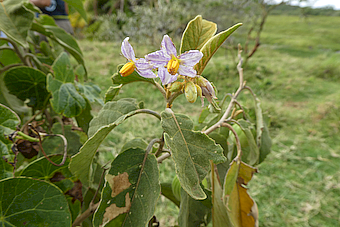 Solanum crinitum - SOLANACEAE