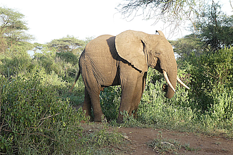 Lake Manyara Elephant