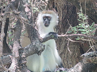 Lake Manyara Monkey