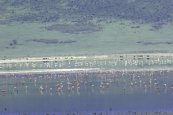 NCA Lake Magadi Flamingos