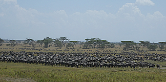 Serengeti NP Gnus