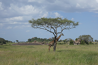 Serengeti NP Kopje Giraffe