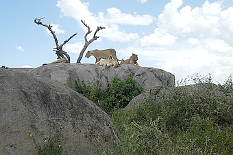 Serengeti NP Kopje Lions