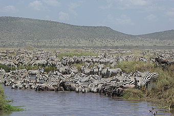Serengeti NP Zebras