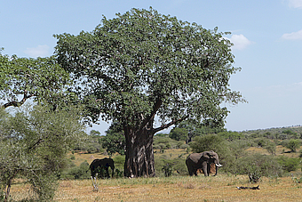 Tarangire NP Baobab