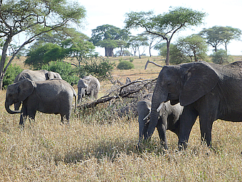 Tarangire NP Elephants