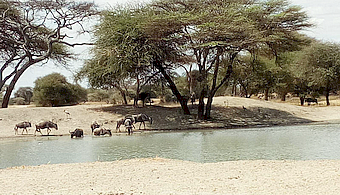 Tarangire NP Gnus