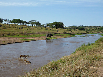 Tarangire NP Lions cub