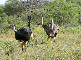 Tarangire NP Ostrichs