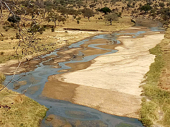 Tarangire NP River Tarangire