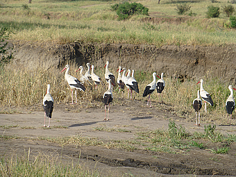Tarangire NP Storks