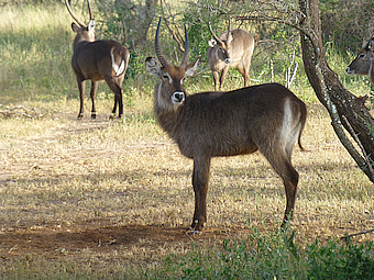 Tarangire NP Waterbuck