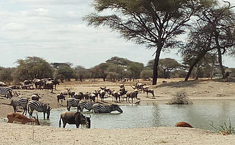 Tarangire NP Waterhole