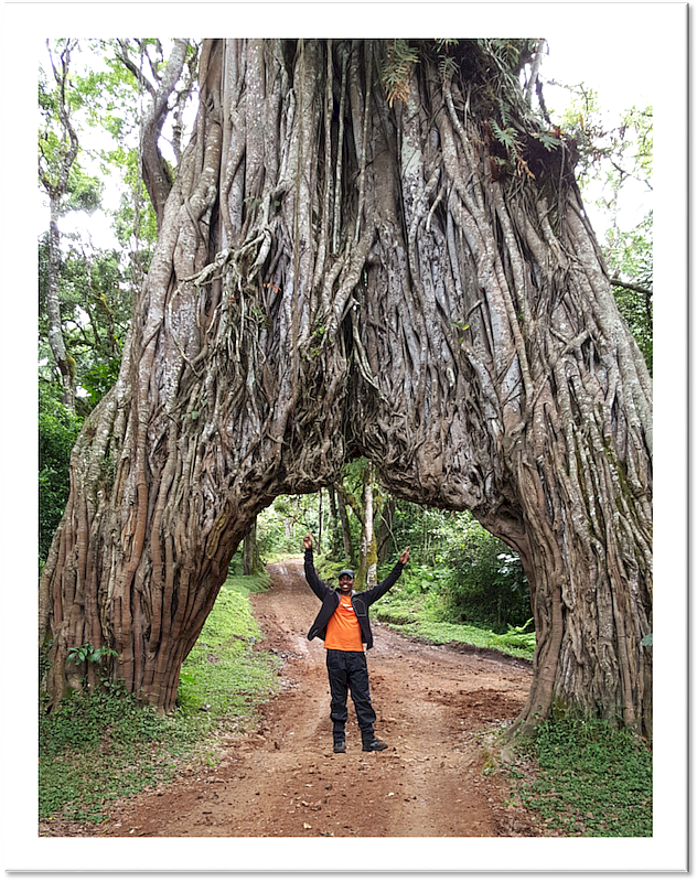 Mt Meru tree