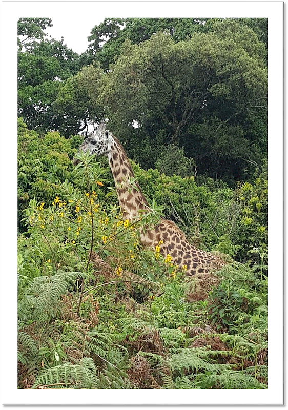 Mt Meru giraffe