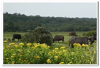 ArushaNP Buffalos