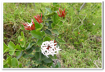 Carissa edulis - APOCYNACEAE