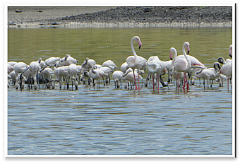 Lake Momella Ndogo mit  Flamingos