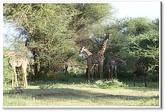 manyara giraffes