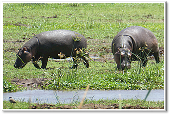 manyara hippos