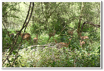 manyara impala