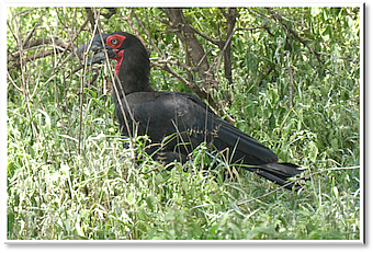 Manyara-NP Southern Ground Hornbill