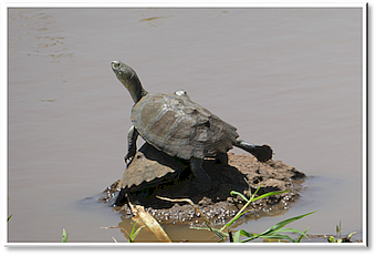 manyara turtle
