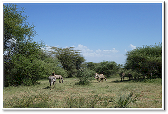 manyara zebras