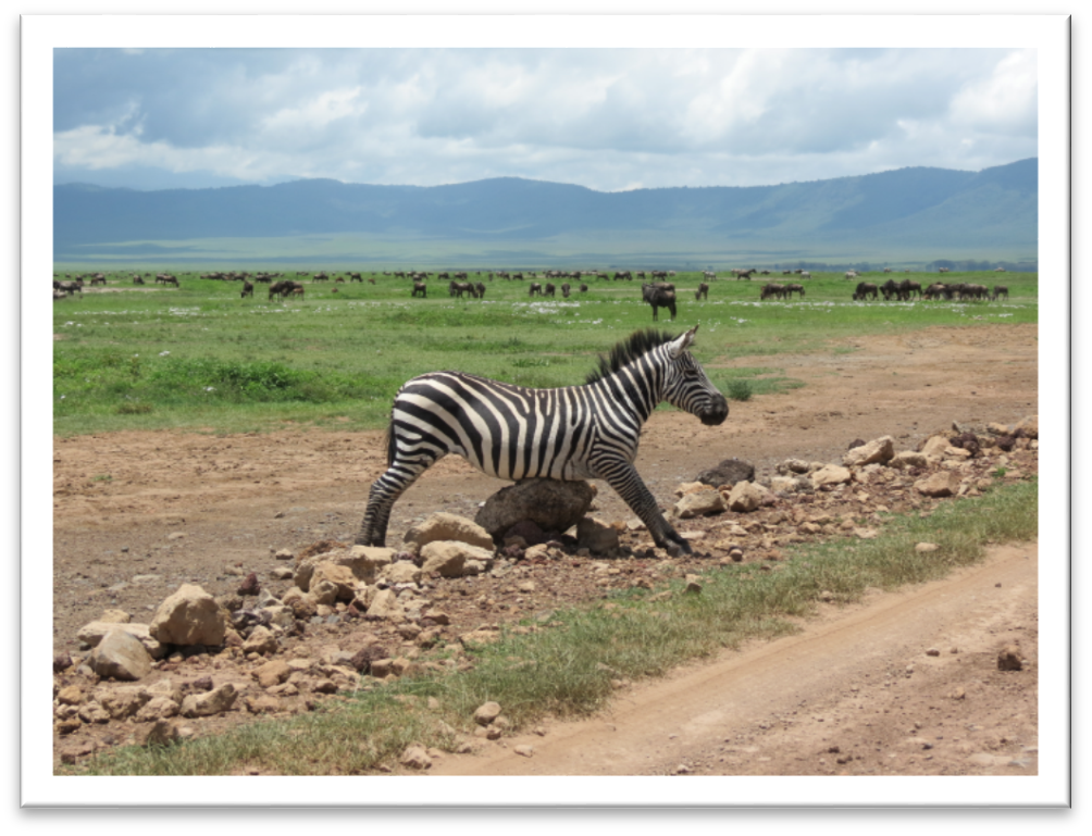 NgorongoroCA, Zebra Stone massage