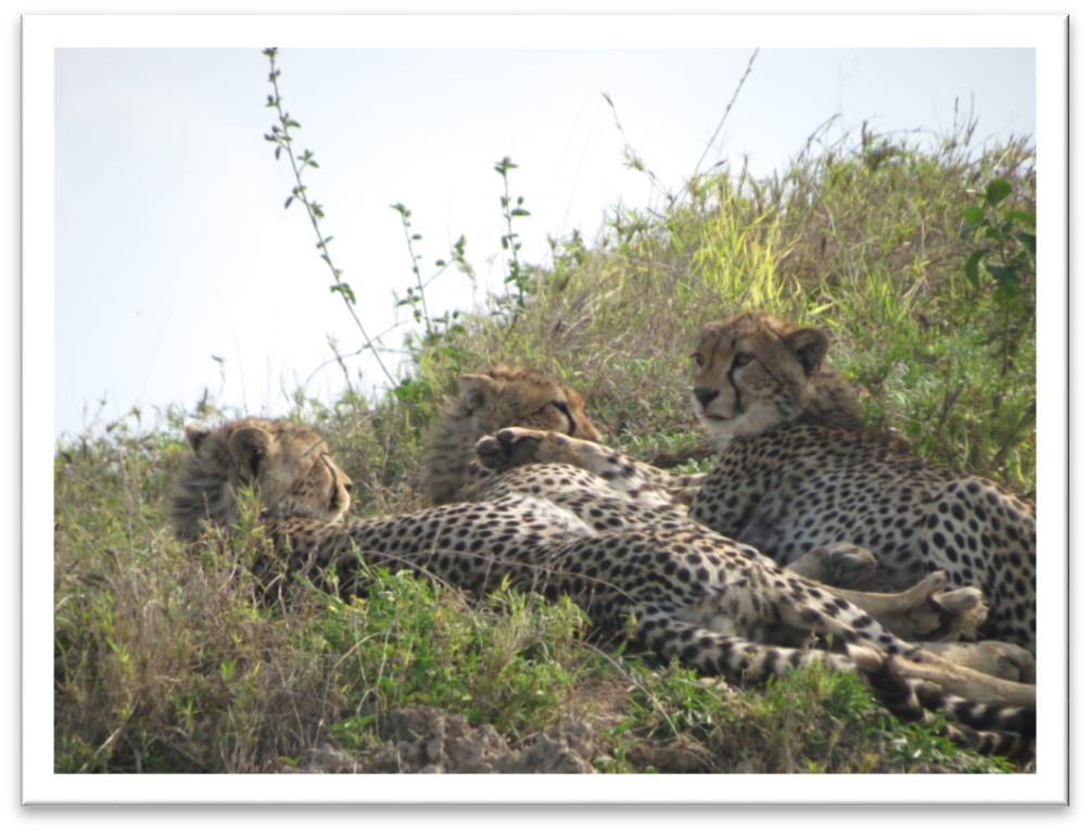 Serengeti NP, Cheetahs