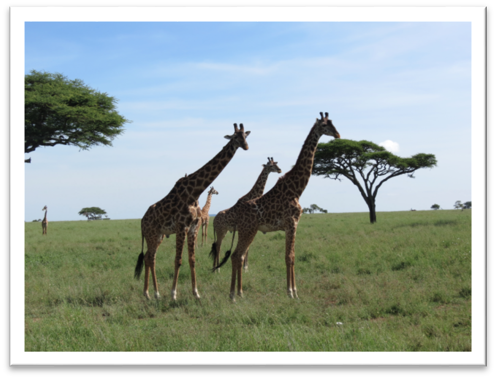 Serengeti NP - Giraffes