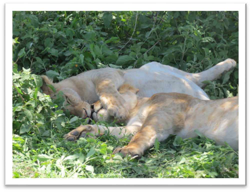 Serengeti NP - Lionesses