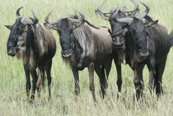 serengeti wildebeests