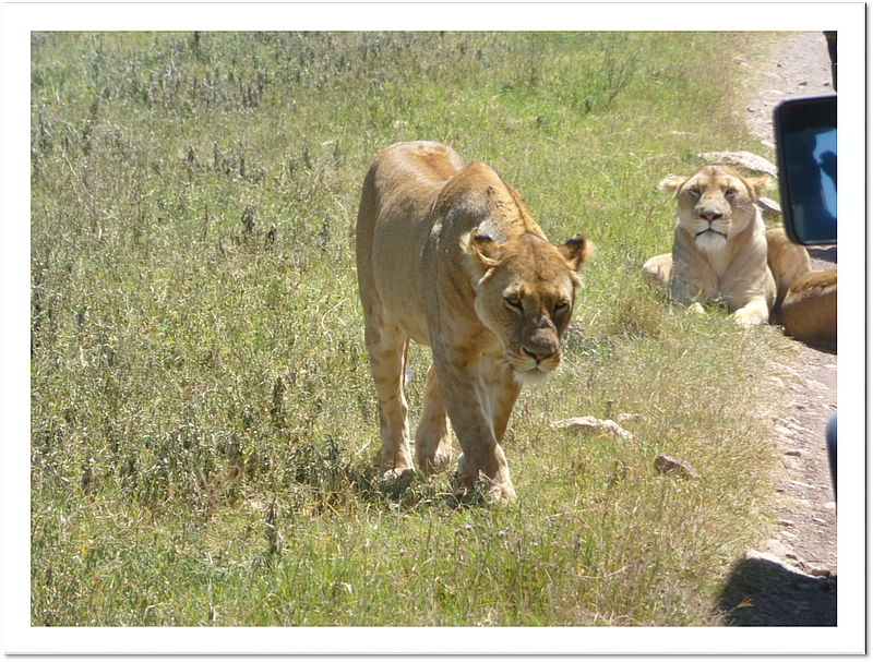 Ngorongoro - Lions closed to car