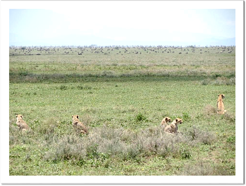Serengeti NP Cheetahs