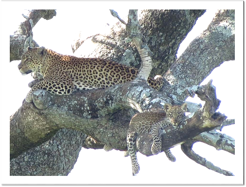 Serengeti -  Leopard with cub