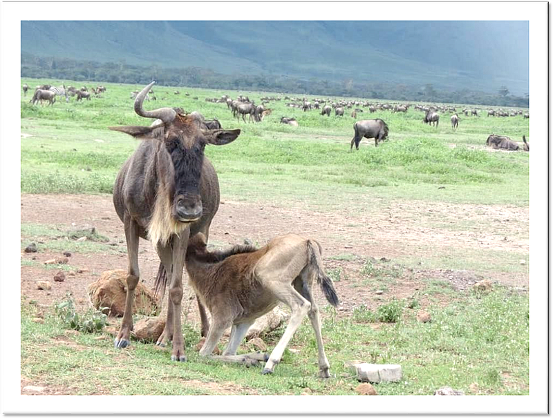 Ngorongoro - Wildebeest with cub