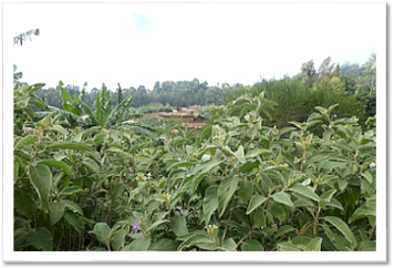 Usambara Mountains -  Irente: potato field