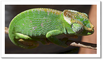 Usambara Mountains: Lushoto chameleon green