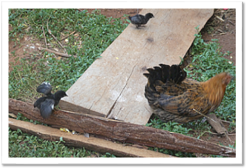 Usambara Mountains: black chicks with chicken